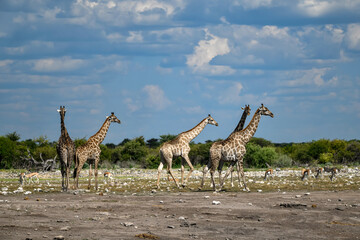 Gentle giraffe with calf in the savannah, animal of Africa
