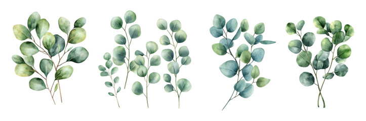 Watercolor eucalyptus leaves png set. Green branches elements, natural leaves watercolor. elements for wedding invitations, greetings, rustic designs, etc. Watercolor green botany. © Narin