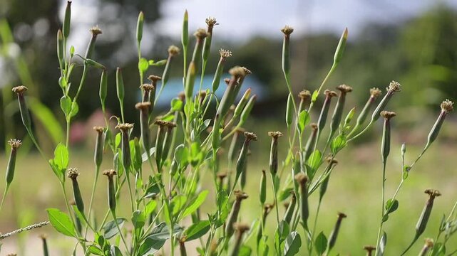 Bolivian coriander, or Porophyllum ruderale Cass. is a type of plant that is a member of the Keikir-Keikiran tribe or Asteraceae.