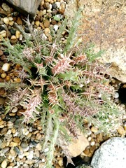 close up of a cactus