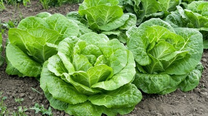 Fresh, vibrant romaine lettuce heads growing in a garden bed, showcasing their crisp leaves and healthy green color.
