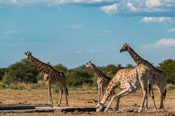 Gentle giraffe with calf in the savannah, animal of Africa
