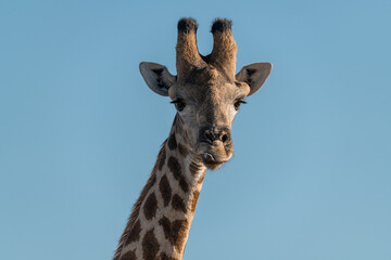 Gentle giraffe with calf in the savannah, animal of Africa
