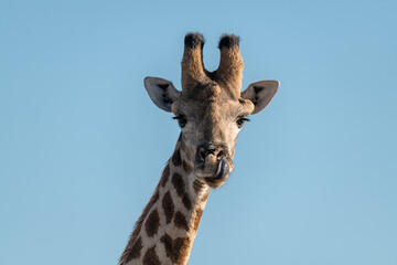 Gentle giraffe with calf in the savannah, animal of Africa
