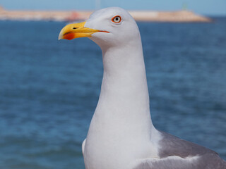 Seagull at the Beach: A Portrait