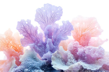 Delicate pastel coral reef with soft purple pink and orange texture isolated on transparent background