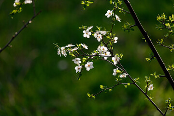 A close-up of blooming white cherry blossoms on a tree branch against a soft, vibrant green background. The image captures the essence of spring with delicate petals and fresh young leaves, 