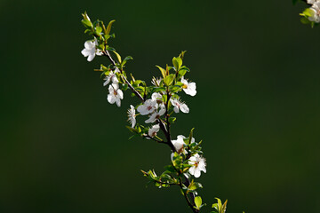 A close-up of blooming white cherry blossoms on a tree branch against a soft, vibrant green background. The image captures the essence of spring with delicate petals and fresh young leaves, 