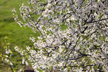 A close-up of blooming white cherry blossoms on a tree branch against a soft, vibrant green background. The image captures the essence of spring with delicate petals and fresh young leaves, 