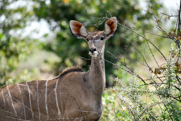 African kudu walking through thicket — animal of Africa
