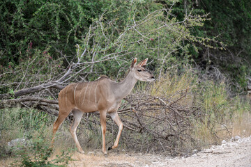 African kudu walking through thicket — animal of Africa

