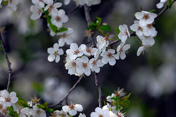 A close-up of blooming white cherry blossoms on a tree branch against a soft, vibrant green background. The image captures the essence of spring with delicate petals and fresh young leaves, 