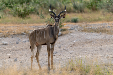 African kudu walking through thicket — animal of Africa
