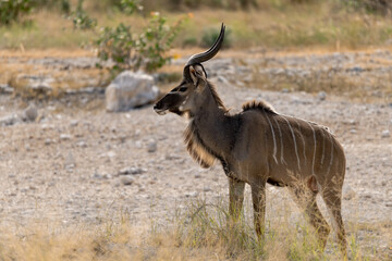 Naklejka premium African kudu walking through thicket — animal of Africa 