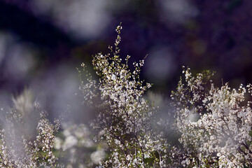 A close-up of blooming white cherry blossoms on a tree branch against a soft, vibrant green background. The image captures the essence of spring with delicate petals and fresh young leaves, 