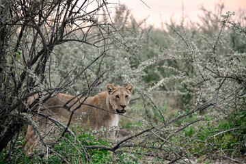 Lion Family with Cubs – African Wildlife - Animal of Africa