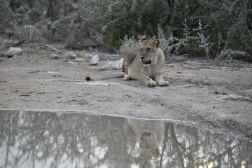 Lion Family with Cubs – African Wildlife - Animal of Africa