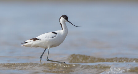 Pied avocet - feeding on the shore of lagoon in the cloud of mosquitoes