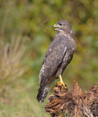 Common Buzzard in spring at a wet forest