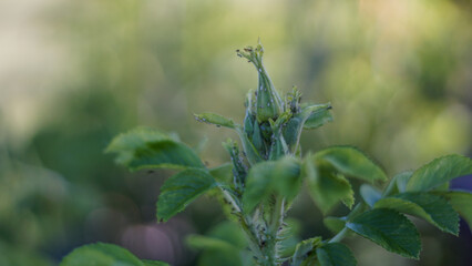Many Green aphids, small sap-sucking insects, Aphid Macrosiphum rosae, Aphididae on a young stem...