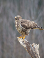 Common Buzzard in winter at a wet forest