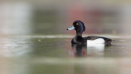 Fototapeta premium Tufted Duck - male bird at a small lake in spring