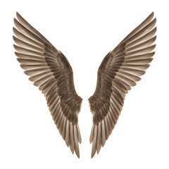 Obraz premium Angel Wings: Abstract Brown Feather Wings
