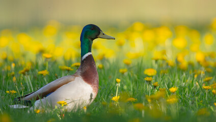 Mallard - male bird near a small lake in spring