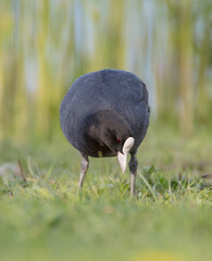 Eurasian coot - adult bird in spring