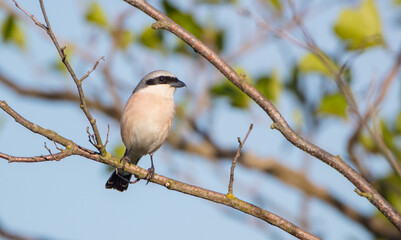 Obraz premium The red-backed shrike - in spring at a wetland