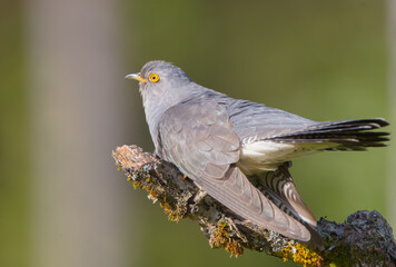 Common cuckoo - in spring at a wet forest