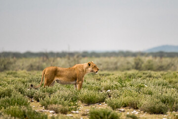 Fototapeta premium Lion Family with Cubs – African Wildlife - Animal of Africa