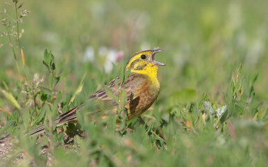Yellowhammer  - male in summer