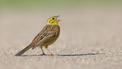 Yellowhammer  - male in summer