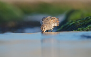 Dunlin - at a seashore on the autumn migration way