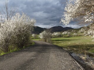 A close-up of blooming white cherry blossoms on a tree branch against a soft, vibrant green background. The image captures the essence of spring with delicate petals and fresh young leaves, 