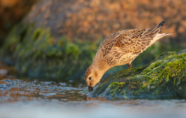 Dunlin - at a seashore on the autumn migration way