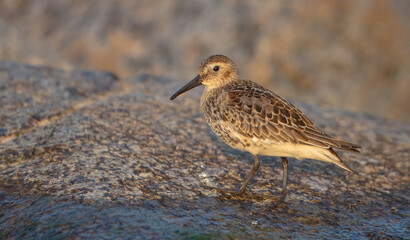 Dunlin - at a seashore on the autumn migration way