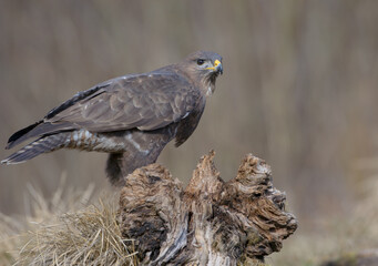 Common Buzzard in early spring at a wet forest