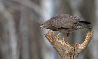 Common Buzzard in early spring at a wet forest