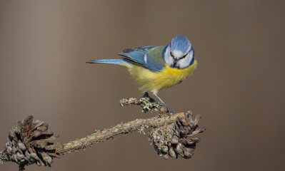 Eurasian Blue Tit - at a wet forest  in early spring