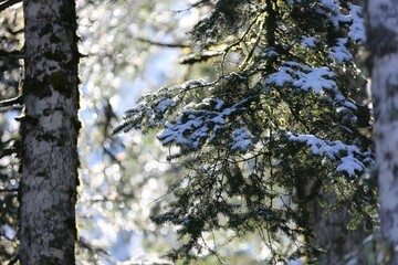 delicate branches covered in snow and ice, capturing a quiet winter scene. The ice glistens like...