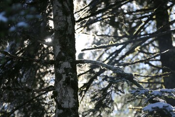 delicate branches covered in snow and ice, capturing a quiet winter scene. The ice glistens like...