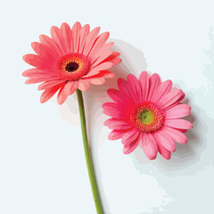 pink gerbera flower