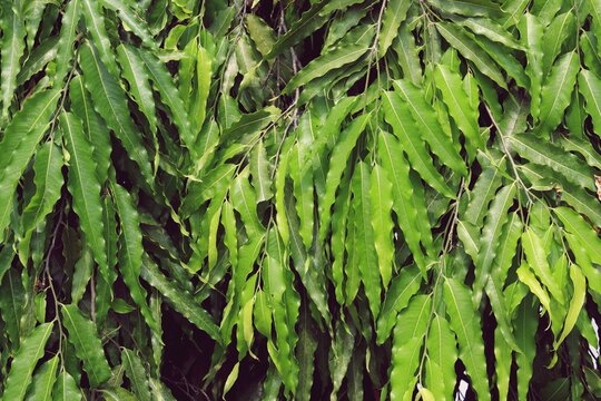 Indian mast tree leaves (Monoon longifolium) texture background