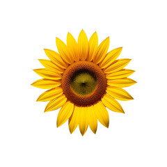 Fototapeta premium A bright yellow sunflower with its petals spread wide, casting a soft shadow on a plain white background, ultra-detailed and photorealistic.