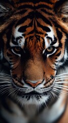Fototapeta premium Close-up of a tiger's intense gaze