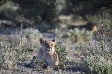 lioness in the savannah, Animal of africa