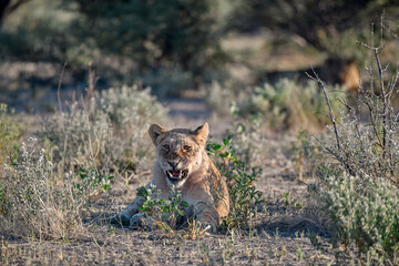 lioness in the savannah, Animal of africa