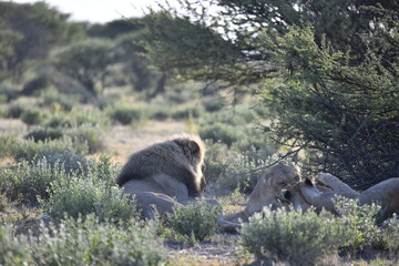 lioness in the savannah, Animal of africa